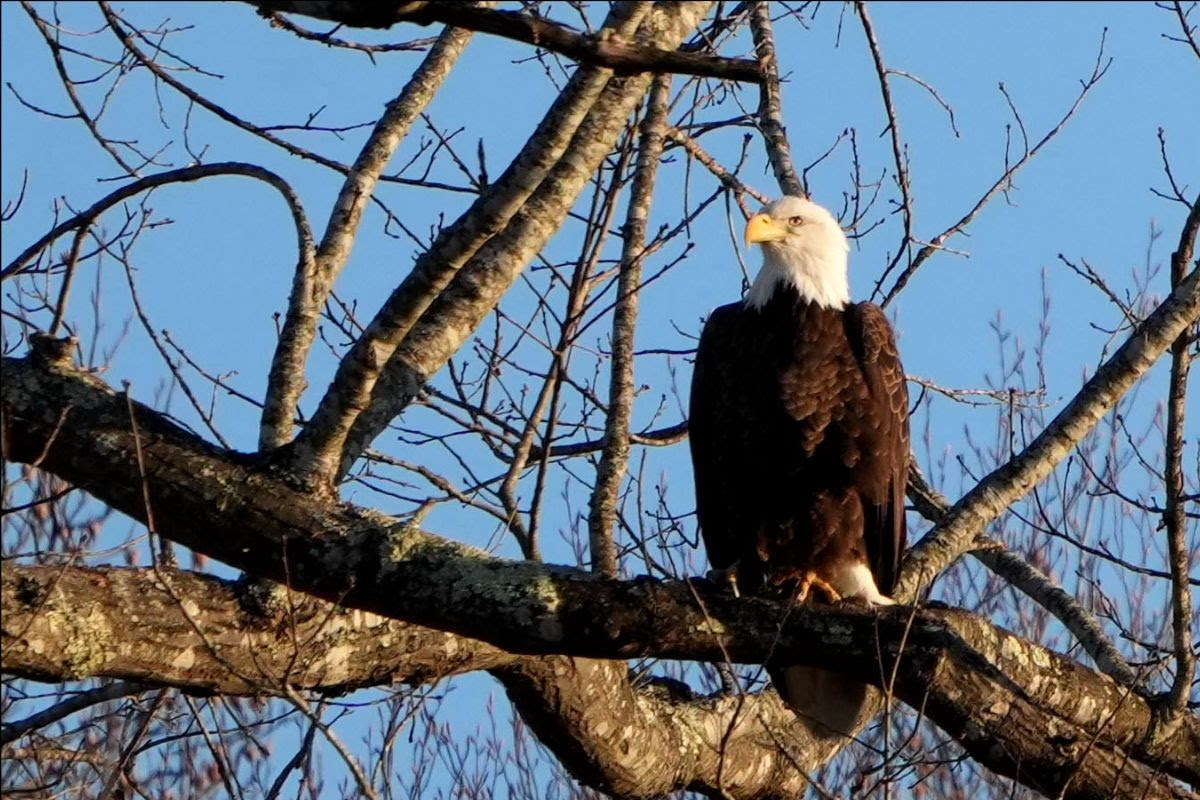 Have You Seen the Crozet Eagles’ Nest?